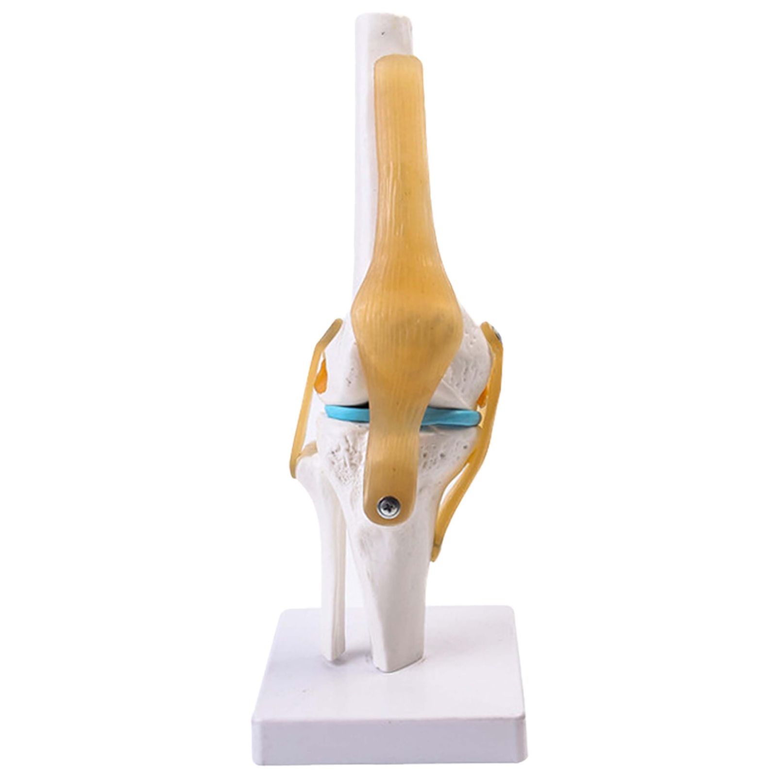 TikTrunk 膝関節模型 ひざ 膝関節 靭帯 半月板 模型 医療 学習用 解剖 教材
