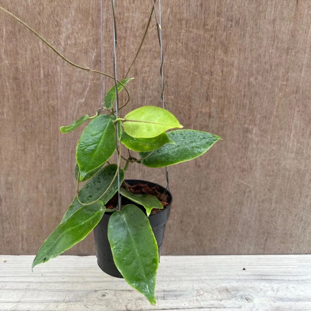 ホヤ インフラータ Hoya Inflata サクララン 桜蘭 現品 観葉植物