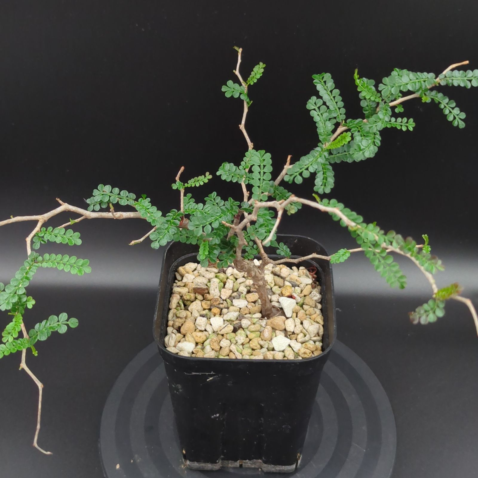 オペルクリカリア パキプス 実生 6年 モスポット