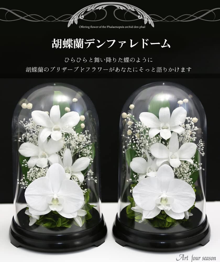 胡蝶蘭デンファレドーム プリザーブドフラワー
