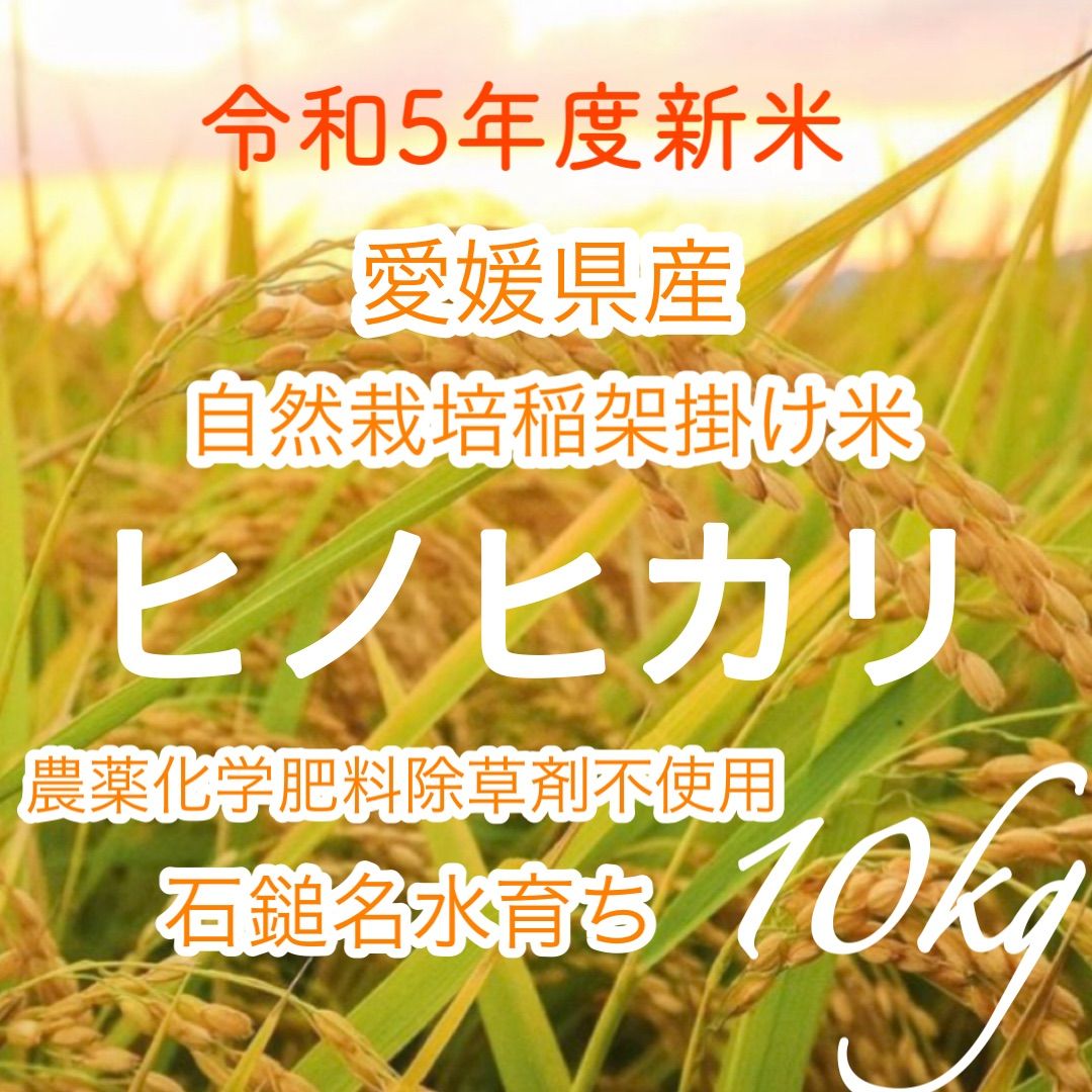農薬化学肥料除草剤不使用  R5年度米愛媛県産ヒノヒカリ稲架掛け米　20kg