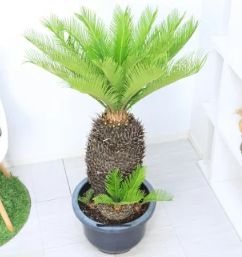 観葉植物 庭木 大型 幹太 ソテツ 12号鉢(蘇鉄・そてつ) 子株付き