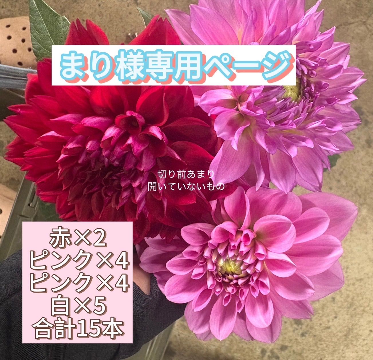 ダリア様専用 皇帝ダリア ハンカチ ワンコさん柄 22枚 皇帝ダリア様