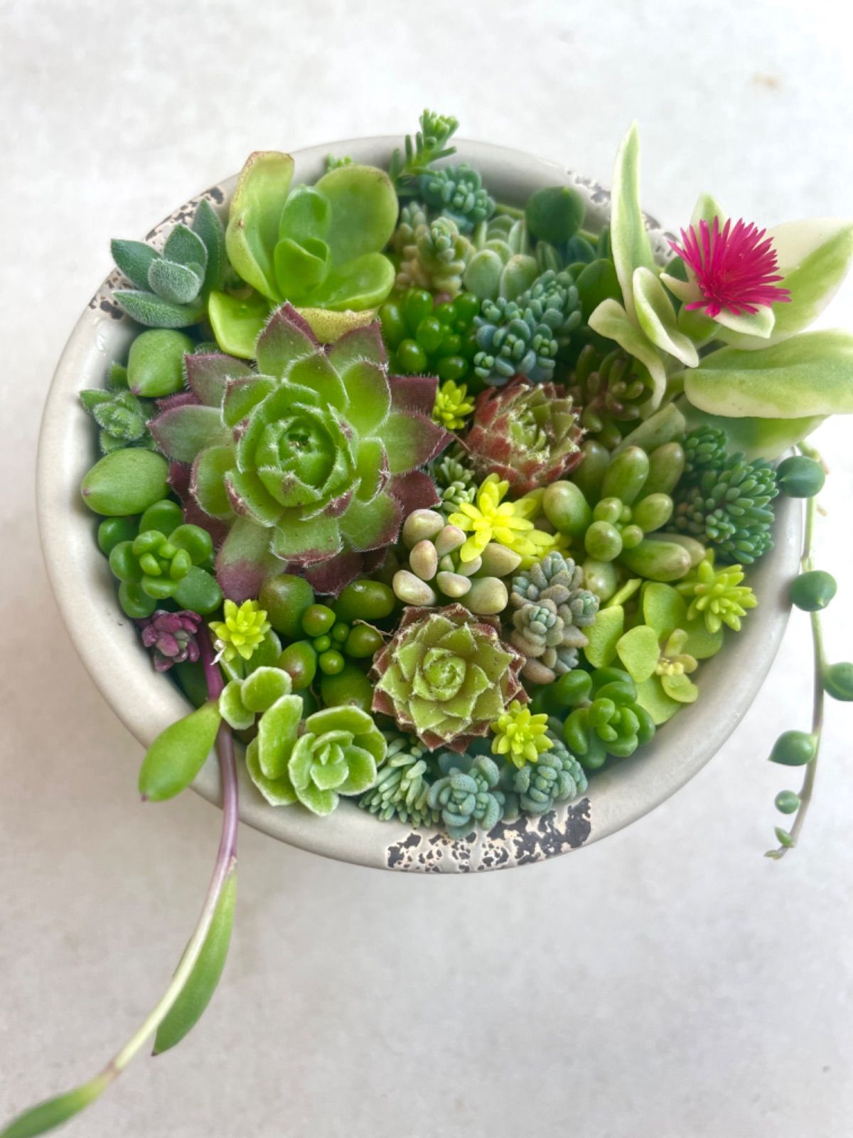 よくばりセダム20種＊寄せ植えセット＊多肉植物＊斑入りベビーサン