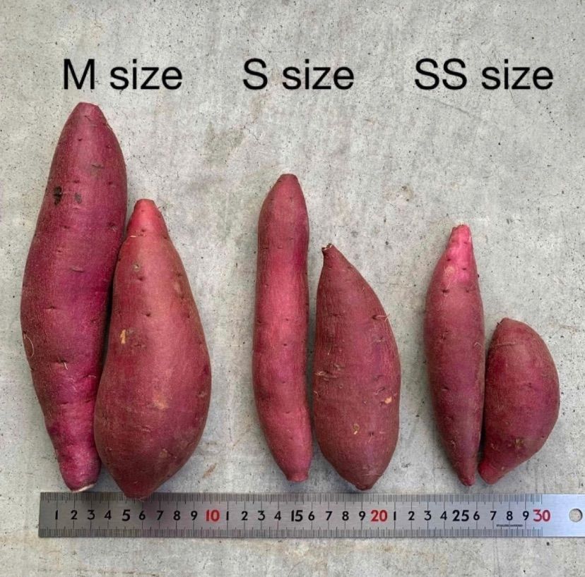 千葉県かとり産 シルクスイート Mサイズ 約20kg 5kgX4箱 お