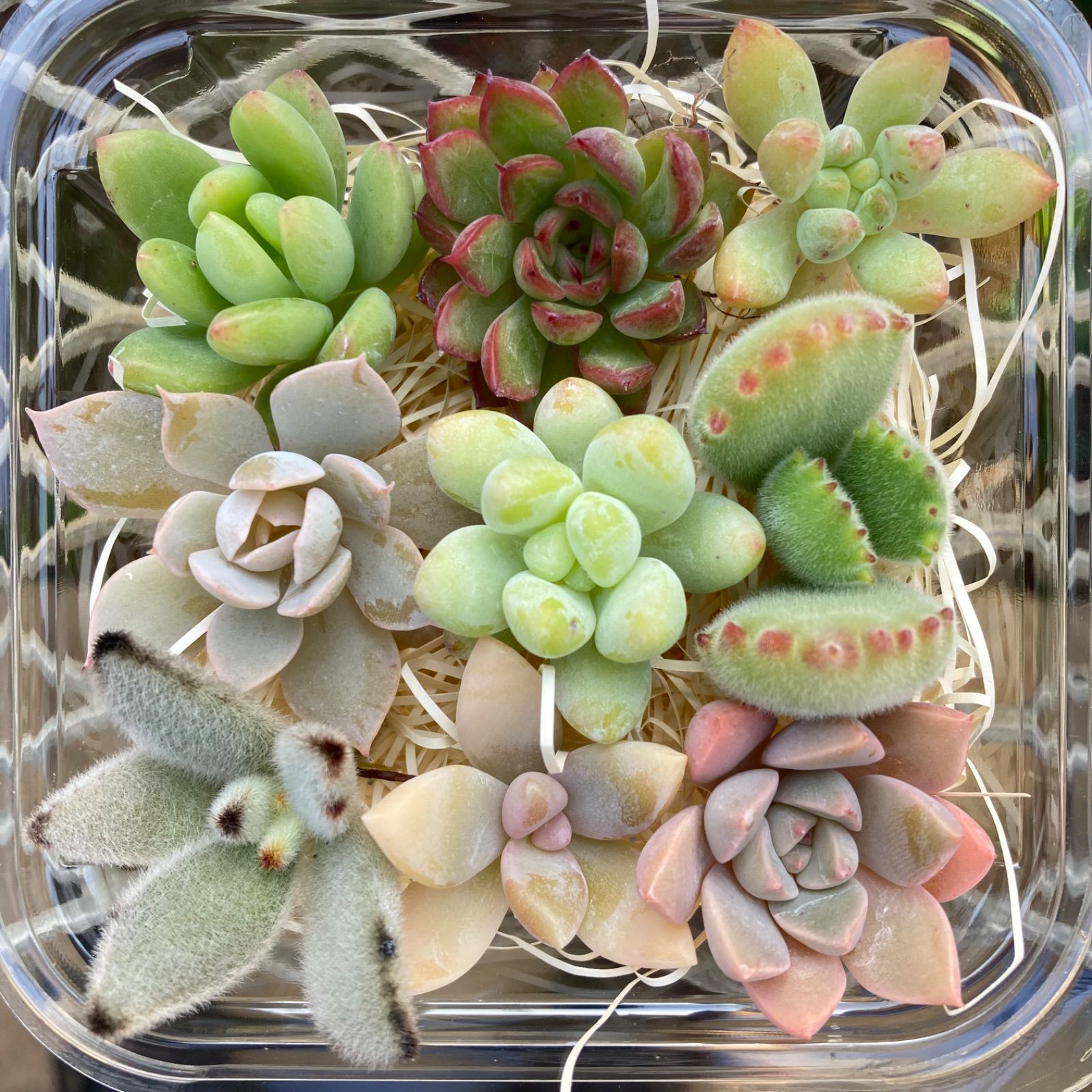 多肉植物 カット苗 詰め合わせ2 - メルカリ 多肉植物 カット苗 詰め合わせ2 - メルカリ