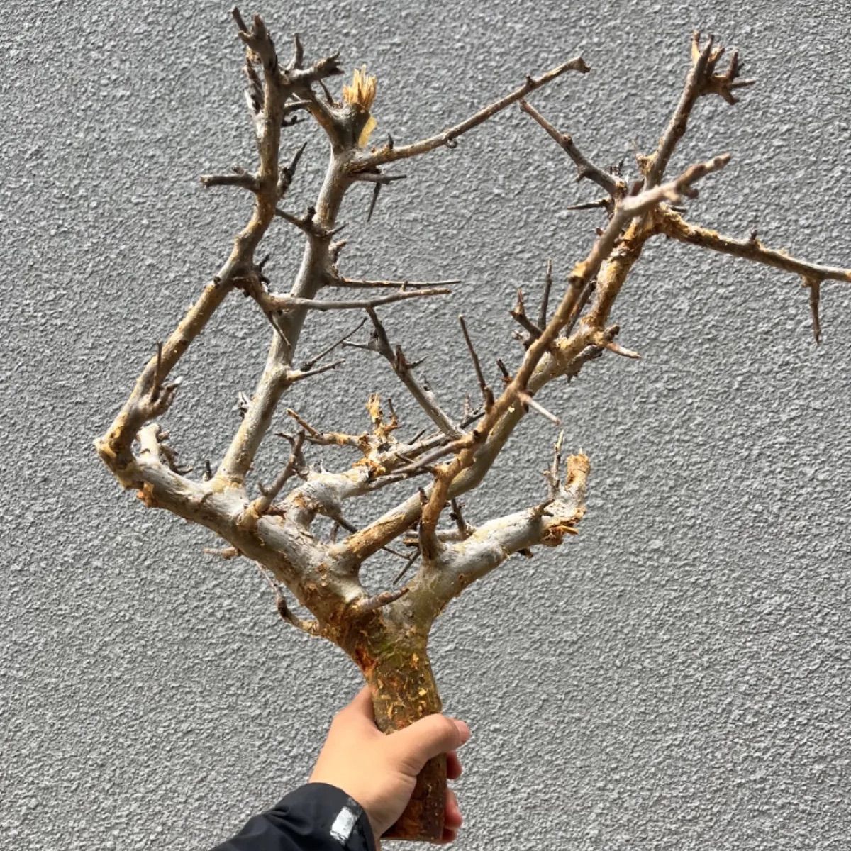 希少 ボスウェリア リヴァエ ベアルート コミフォラ パキプス 希少