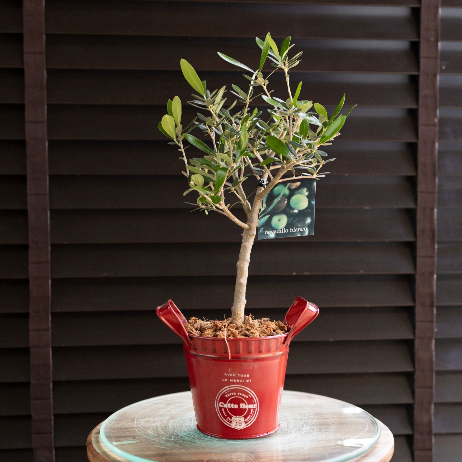 クリスマス オリーブ 2鉢セット 創樹 Olive オリーブの木 盆栽 SOUJU