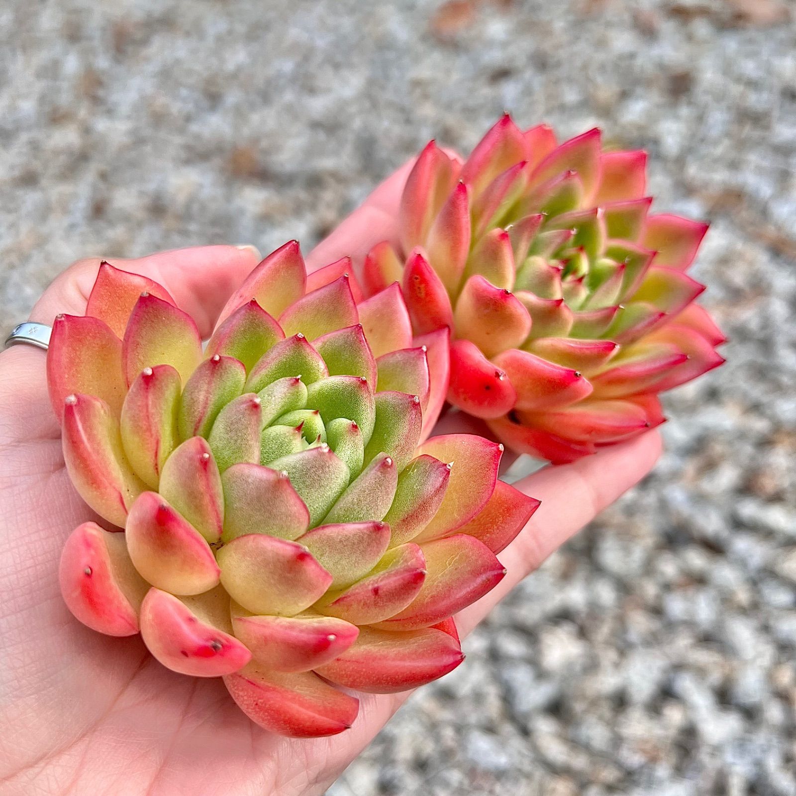 多肉植物 ラズアガ 韓国苗 『大』1苗 - メルカリ