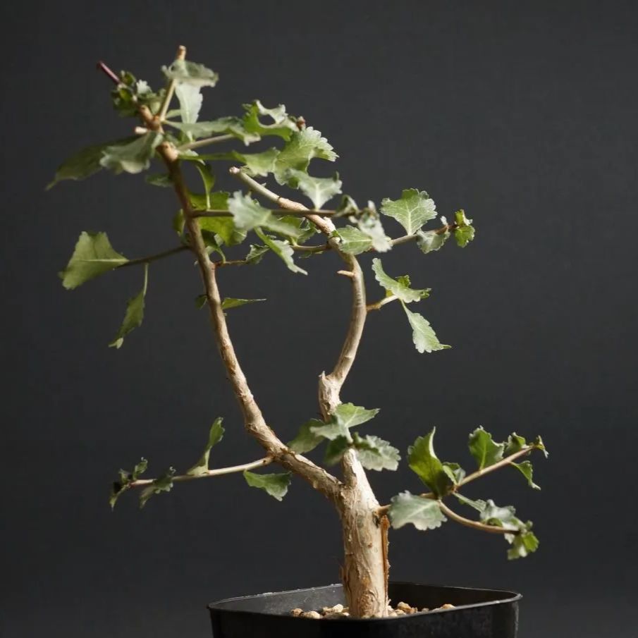 Commiphora wightii