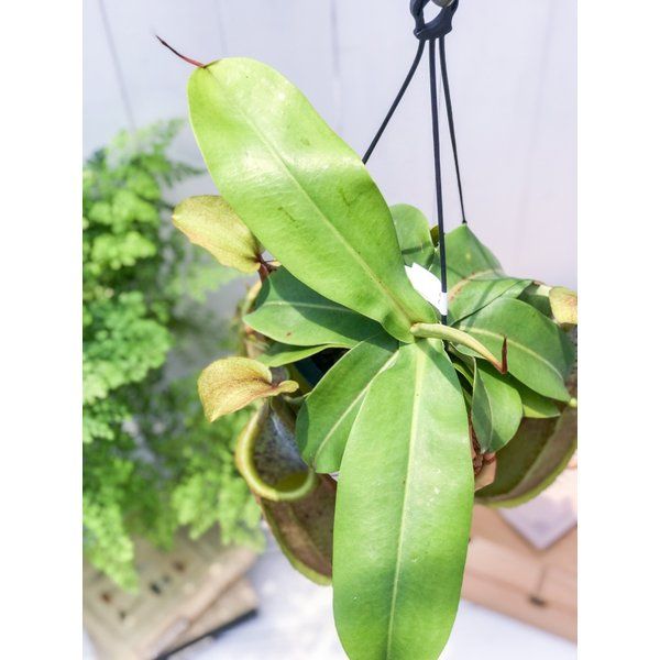 PLANCHU 食虫植物 ネペンテス ルイーザ 5号吊り鉢 育て方説明書付き Nepenthes × Louisa ウツボカズラ - メルカリ