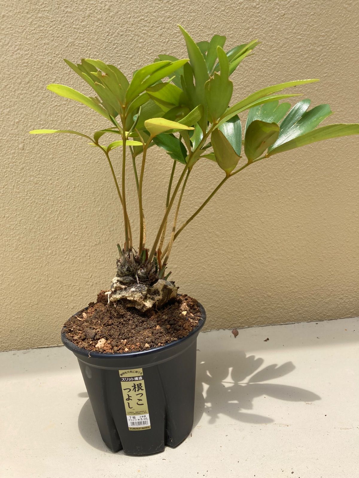 現品・鉢まま出荷】希少 ザミア フルフラセア メキシコソテツ 2025年