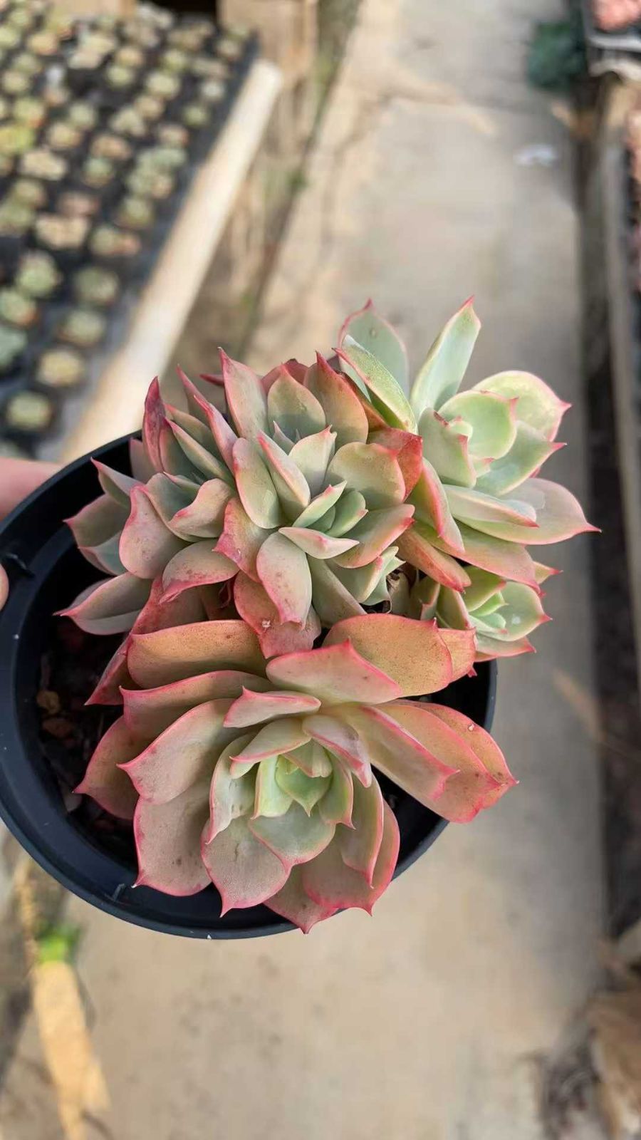 30株の抜き苗セット】ホワイトプリンセス 多肉植物 佐川急便発送