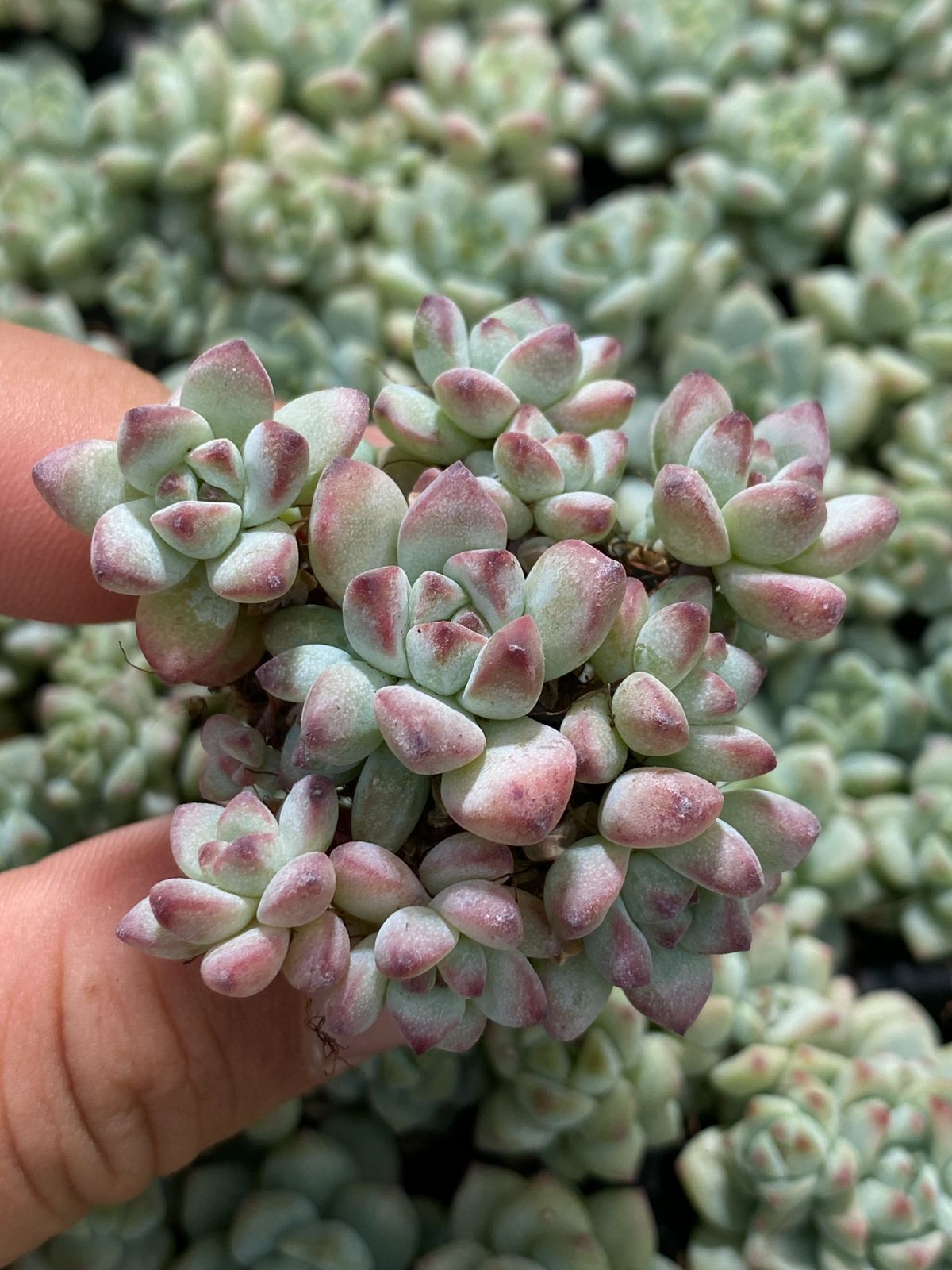 新入荷 キャラメルエルフ C6015×105苗 土付き 多肉植物 詰め合わせ エケベリア サボテン 韓国苗