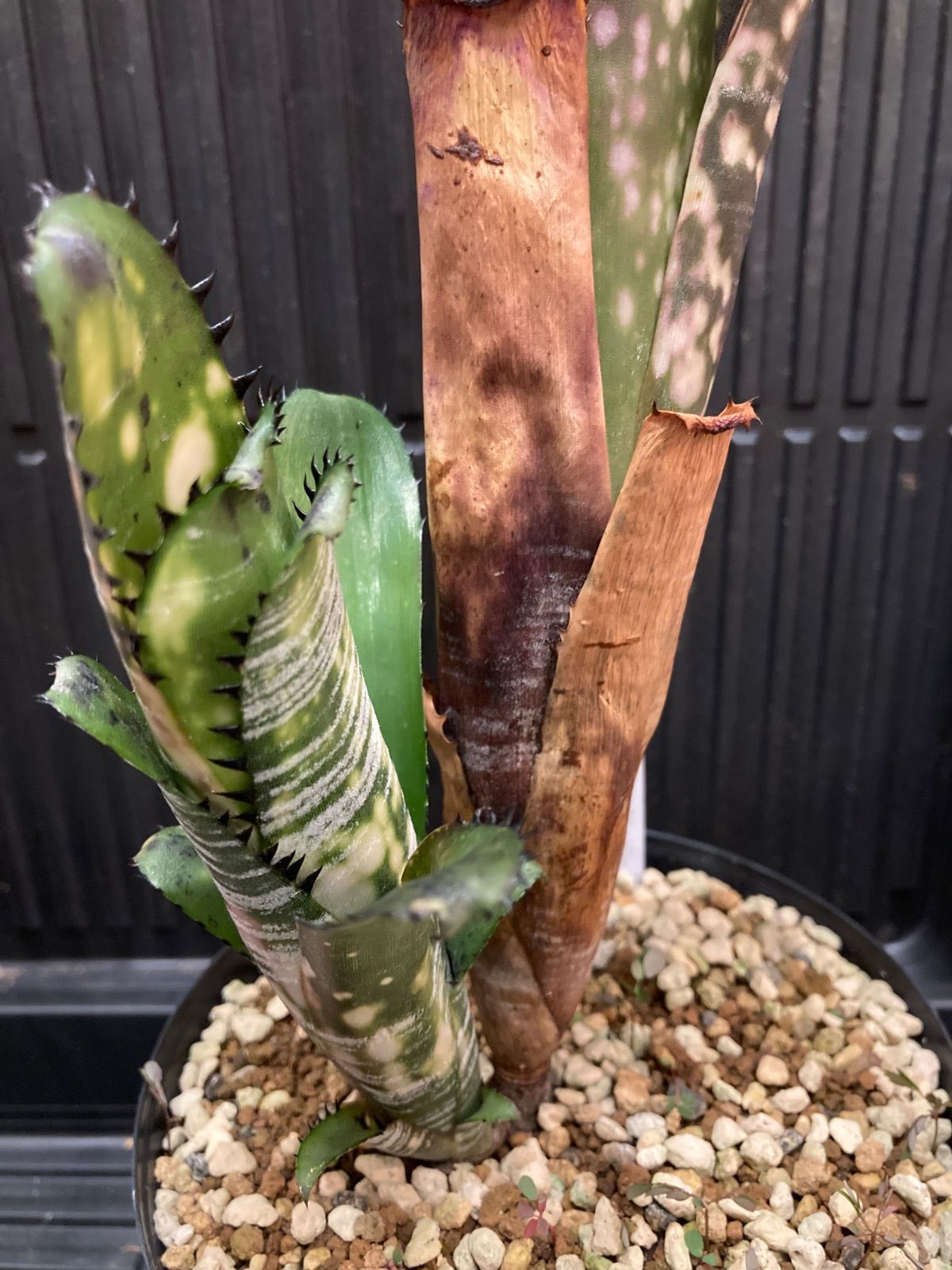 Billbergia vittata 'Domingos Martins ' Billbergia vittata