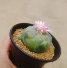 銀冠玉錦 実生 サボテン - メルカリ