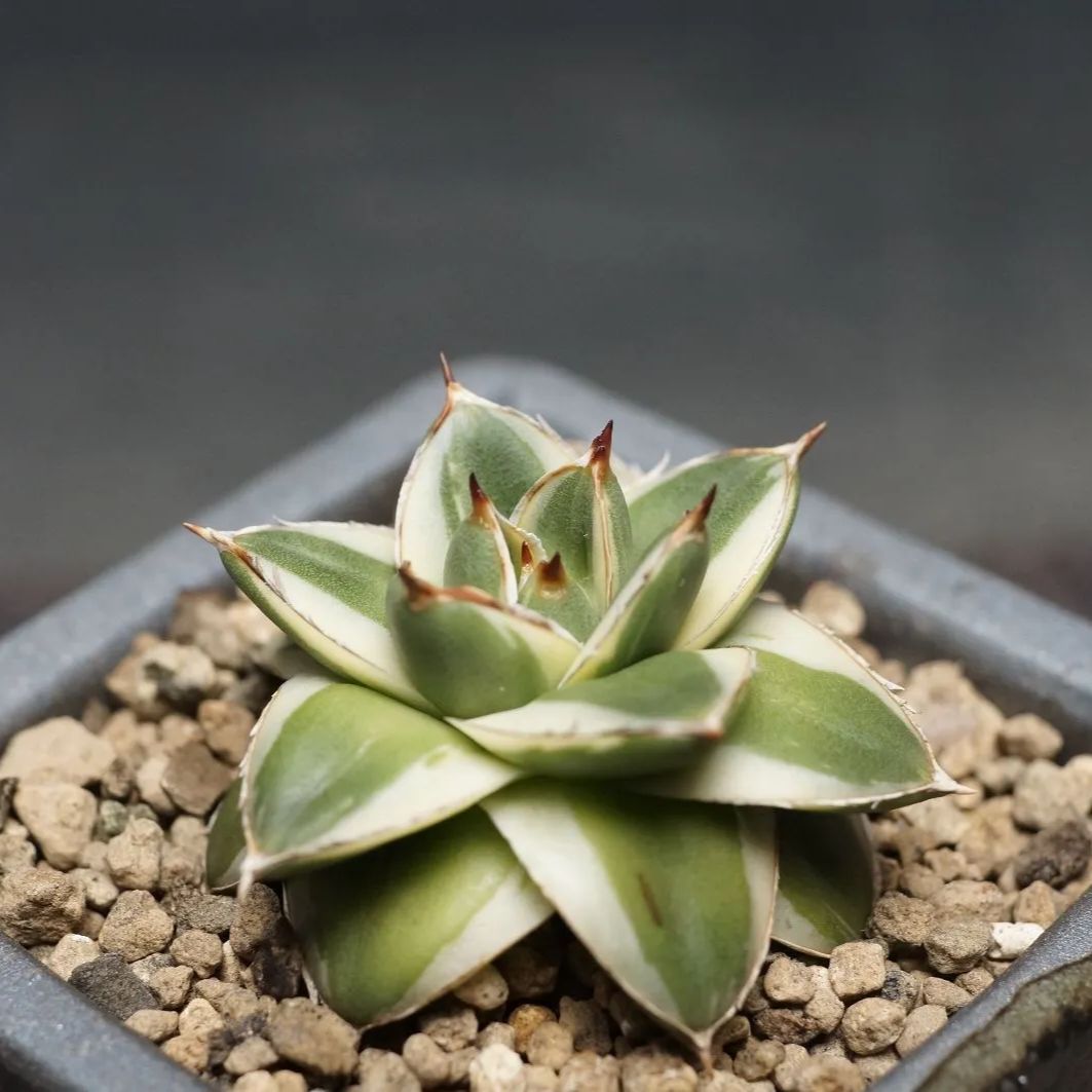 Agave filifera 'Pinky'