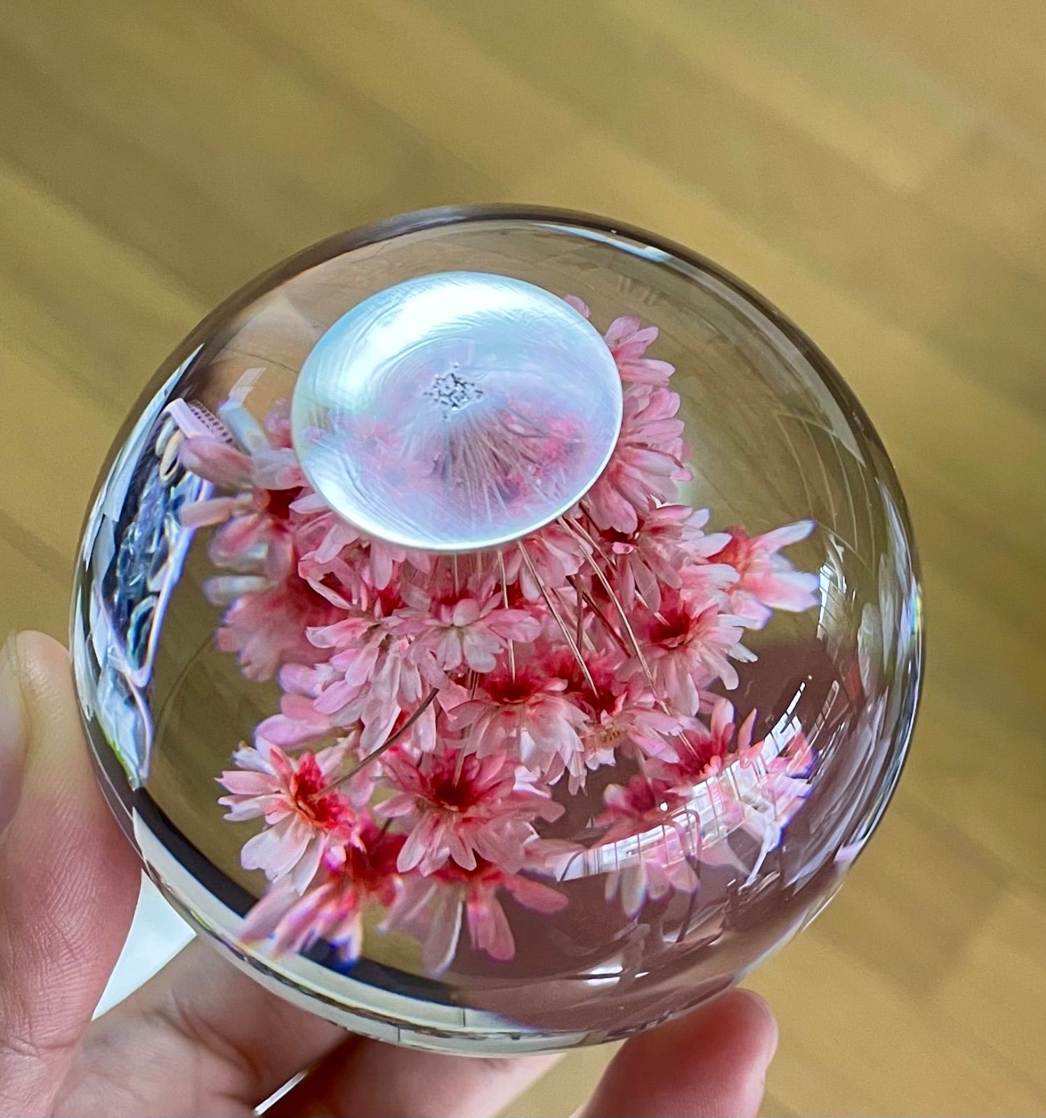 お花のスフィア フラワー 雛菊 アクリル 標本 樹脂 レジン 水中花 置物インテリア