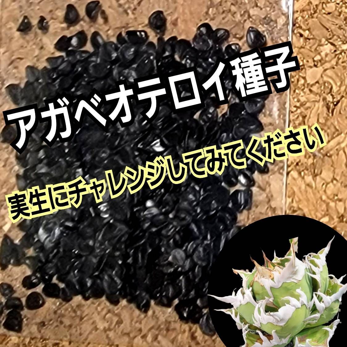 メーカー包装済】 発芽率90%！アガベ オテロイ種子500粒 植物/観葉植物