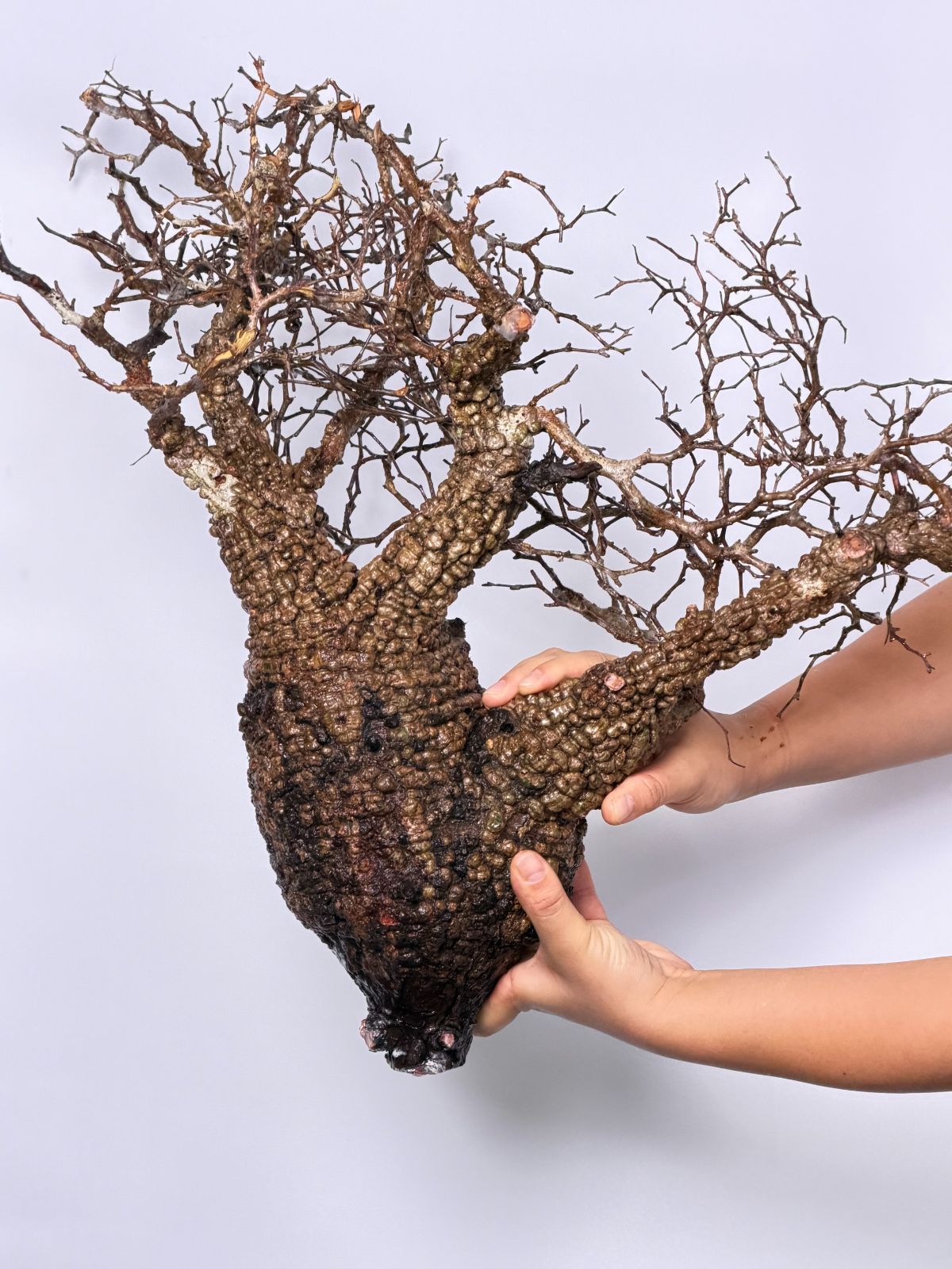 A2 Maison de Madagascar オペルクリカリア パキプス ベアルート株 マダガスカル選抜株 Operculicarya pachypus パキプス コーデックス