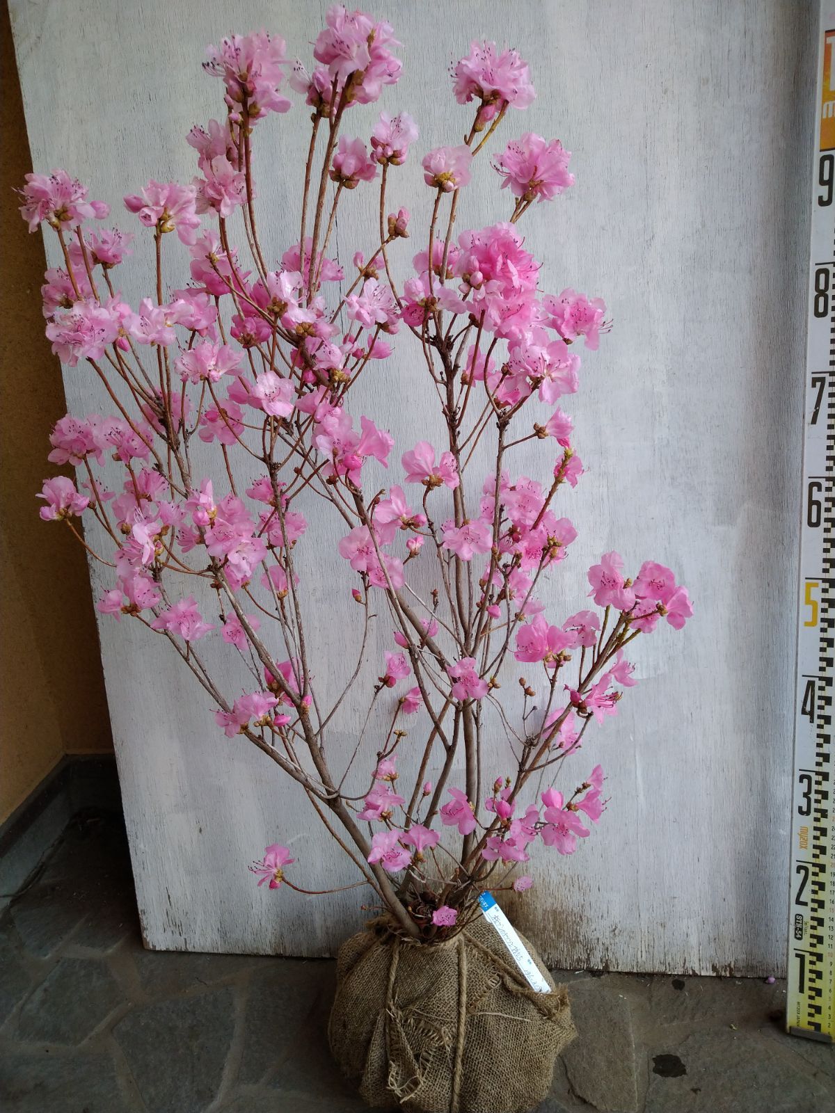 厳選桜ゲンカイツツジ株立ち