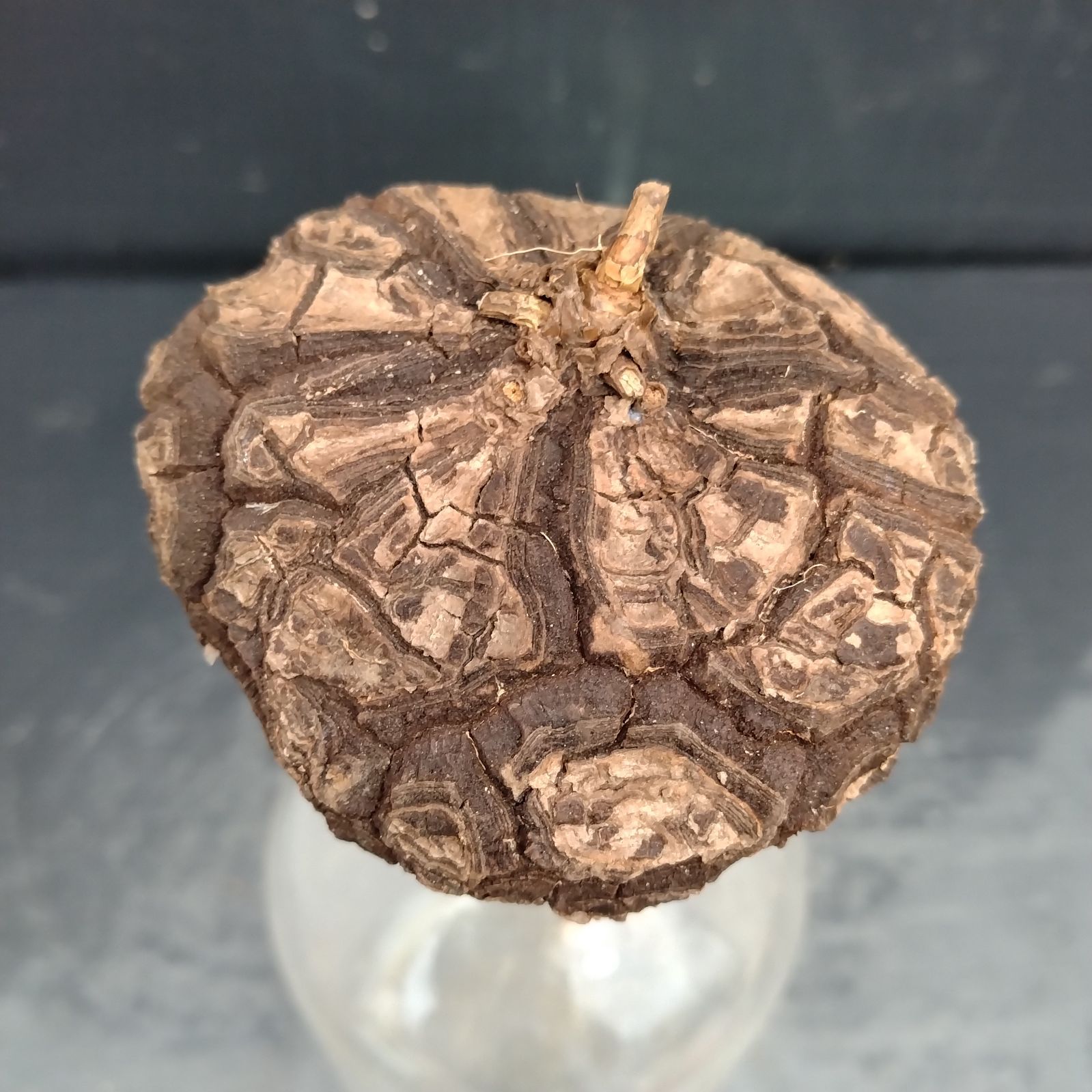 ユ*カ様 メキシコ亀甲竜（９Aラベル）　塊根植物　珍奇植物　ディオスコレア・メキ ユ*カ様 メキシコ亀甲竜（9Aラベル） 塊根植物 珍奇植物