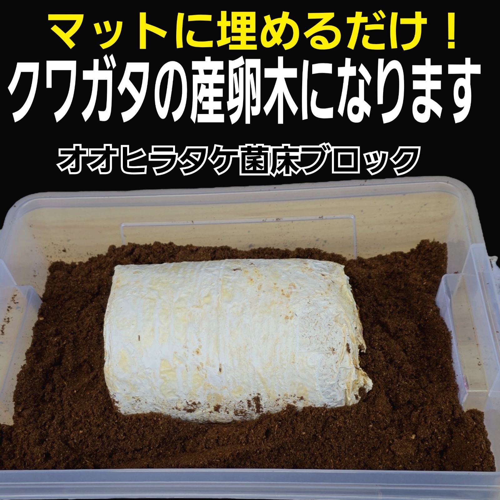 昆虫用品 カブトムシ幼虫の栄養強化に！マットに埋めるだけ