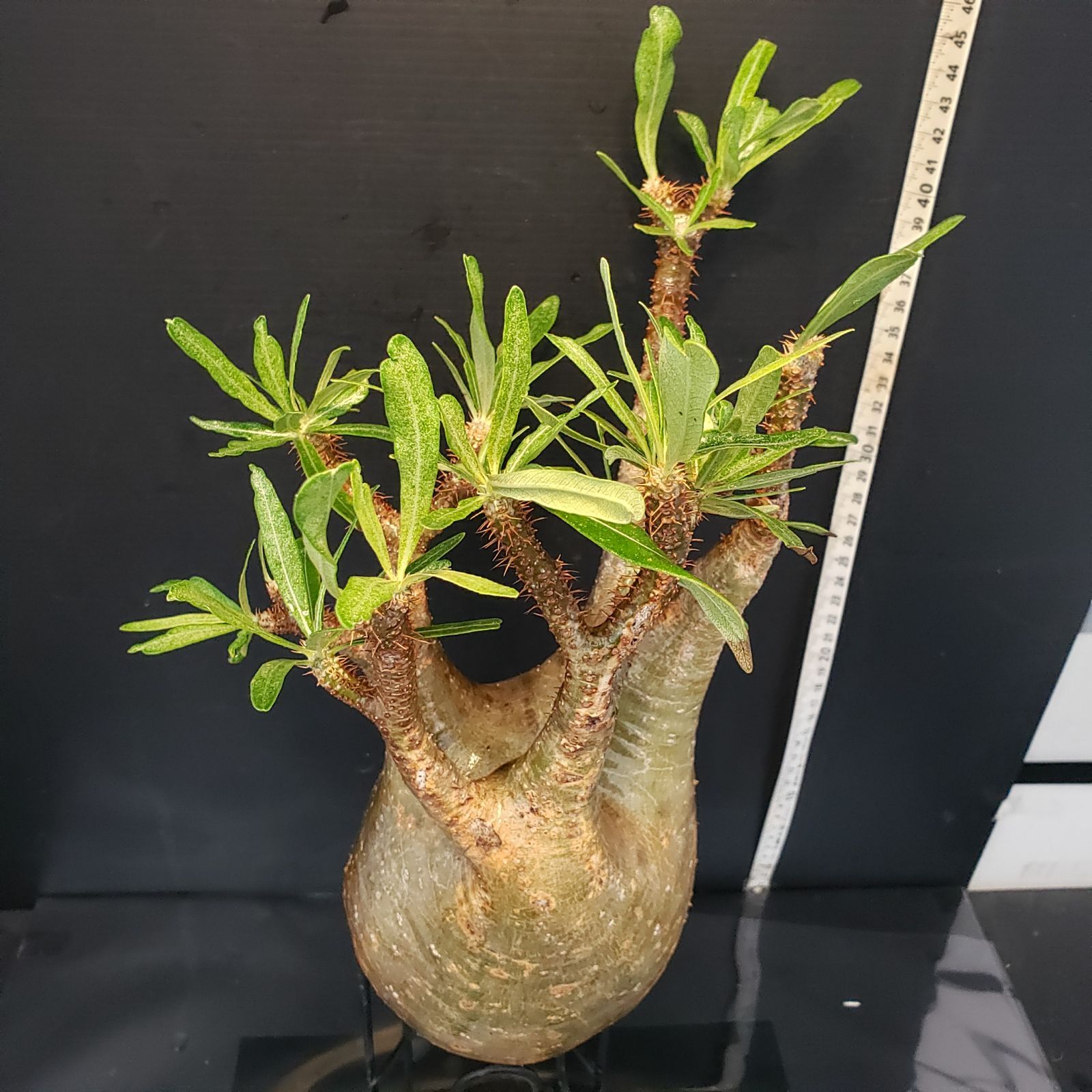 V265【自社養生発根株】Pachypodium グラキリス（SS）（現地球・抜き苗
