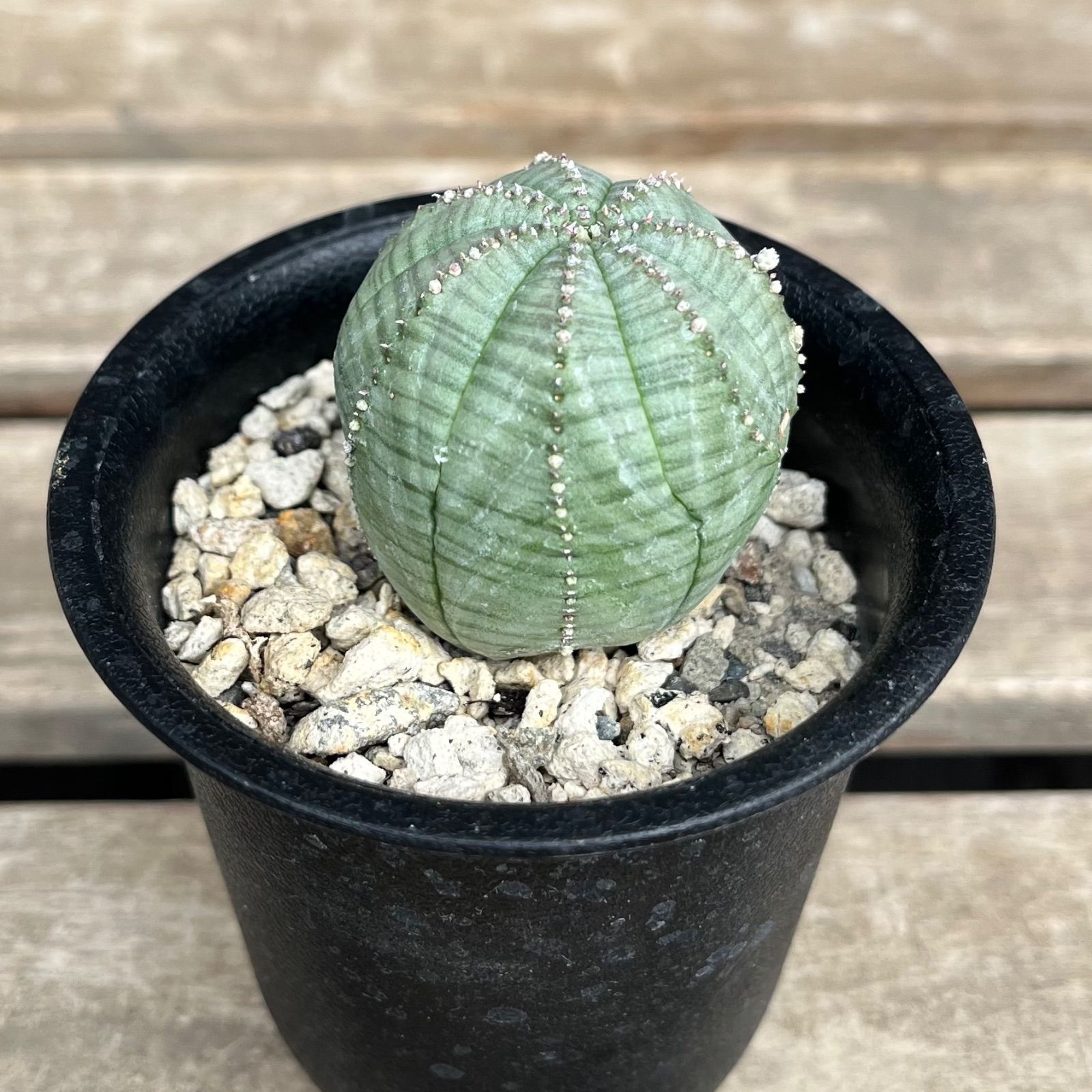 2株セット』【ユーフォルビア・オベサ】002