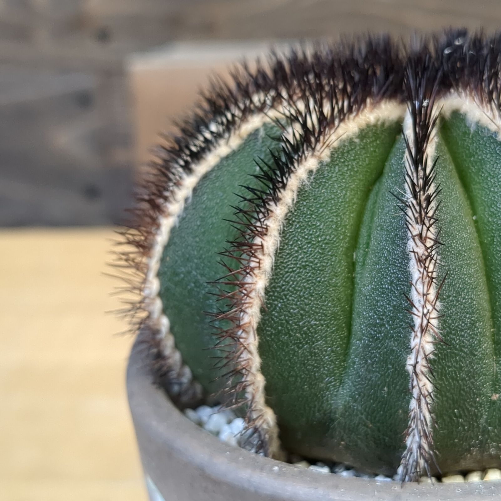 特大)ペクチニフェラ 台付 ユーベルマニア 径20cm 6号鉢 鉢・プランター 