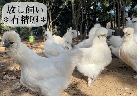 東京烏骨鶏 烏骨鶏 ８個 有精卵 放し飼い ふわふわ もこもこ 送料無料 - メルカリ