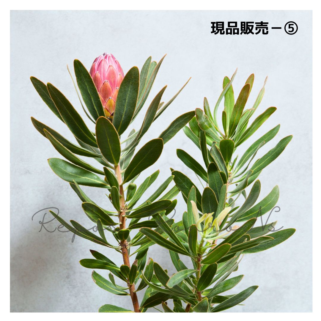 ピンクアイス 現品⑤