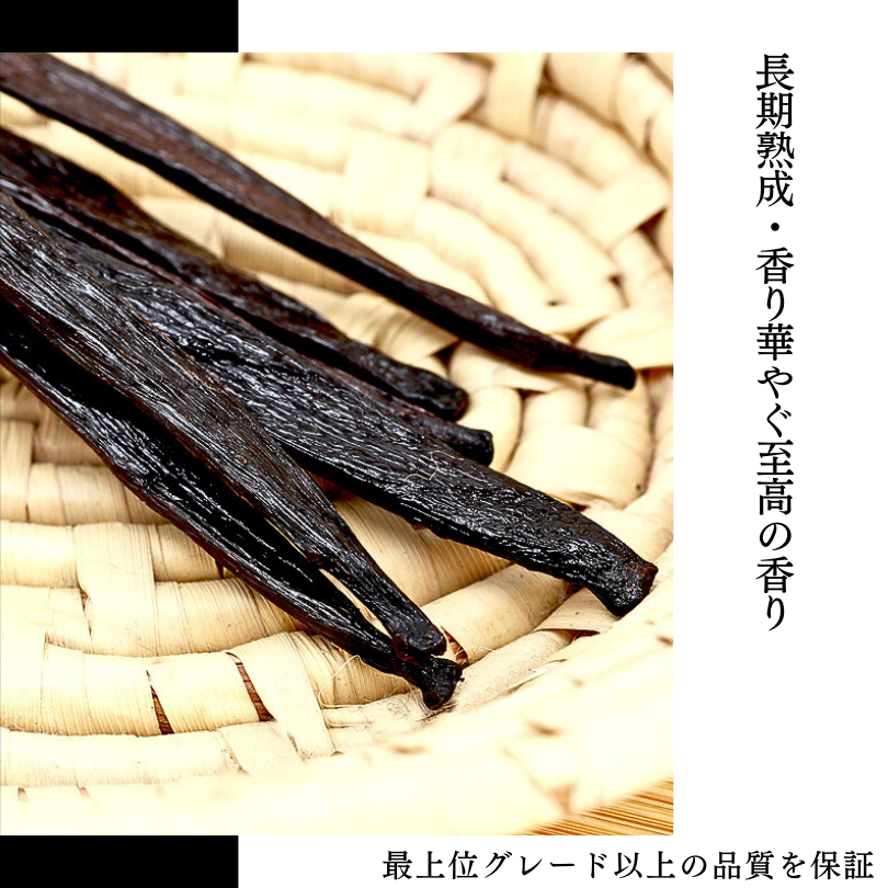 タヒチ種バニラビーンズ 500g 通常グレード 135cm以上