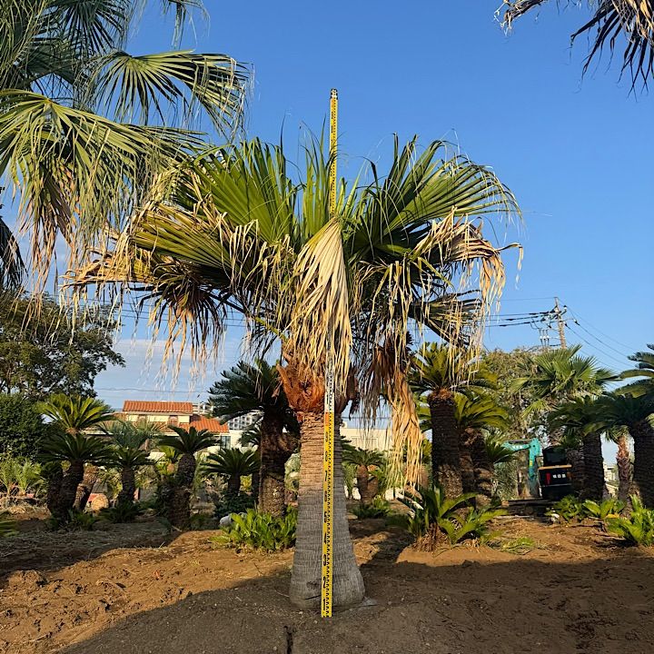 ビロウヤシ - メルカリ