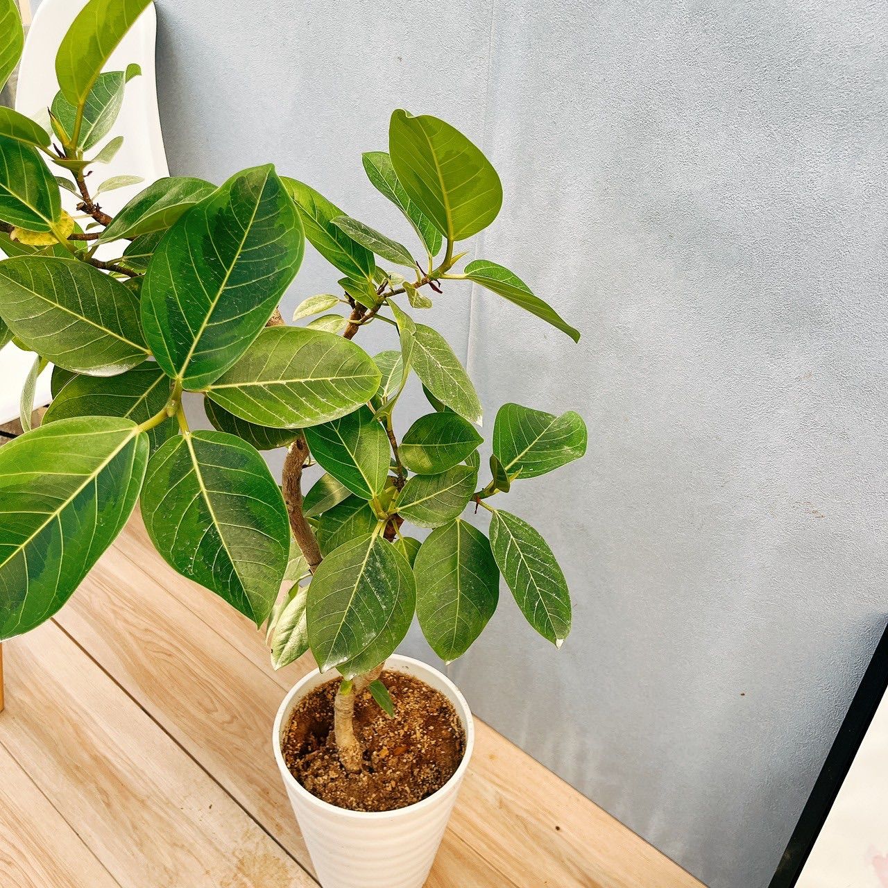 現品　フィカス　ゴムの木　アルテシマ　曲がり　29番　特大　観葉植物　インテリア 現品］☆おしゃれ☆ 29番 フィカス アルテシマ 曲がり 7号 観葉植物