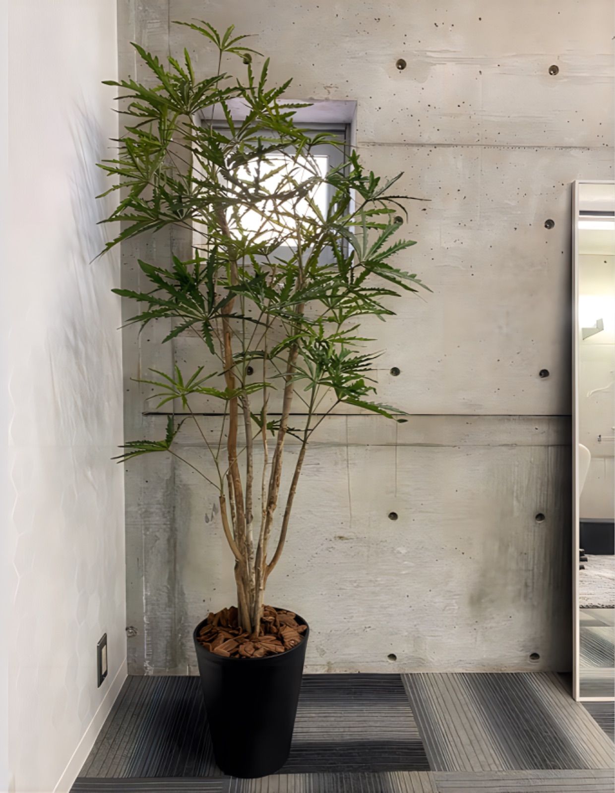 光触媒 人工観葉植物 ウォールグリーン フェイクグリーン アラレアgtj