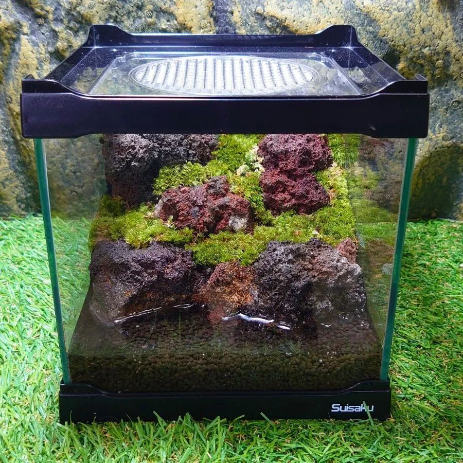 水場のある苔テラリウム 【No.3】【溶岩石】 コケリウム 水場のある苔テラリウム 【No.3】【溶岩石】 コケリウム