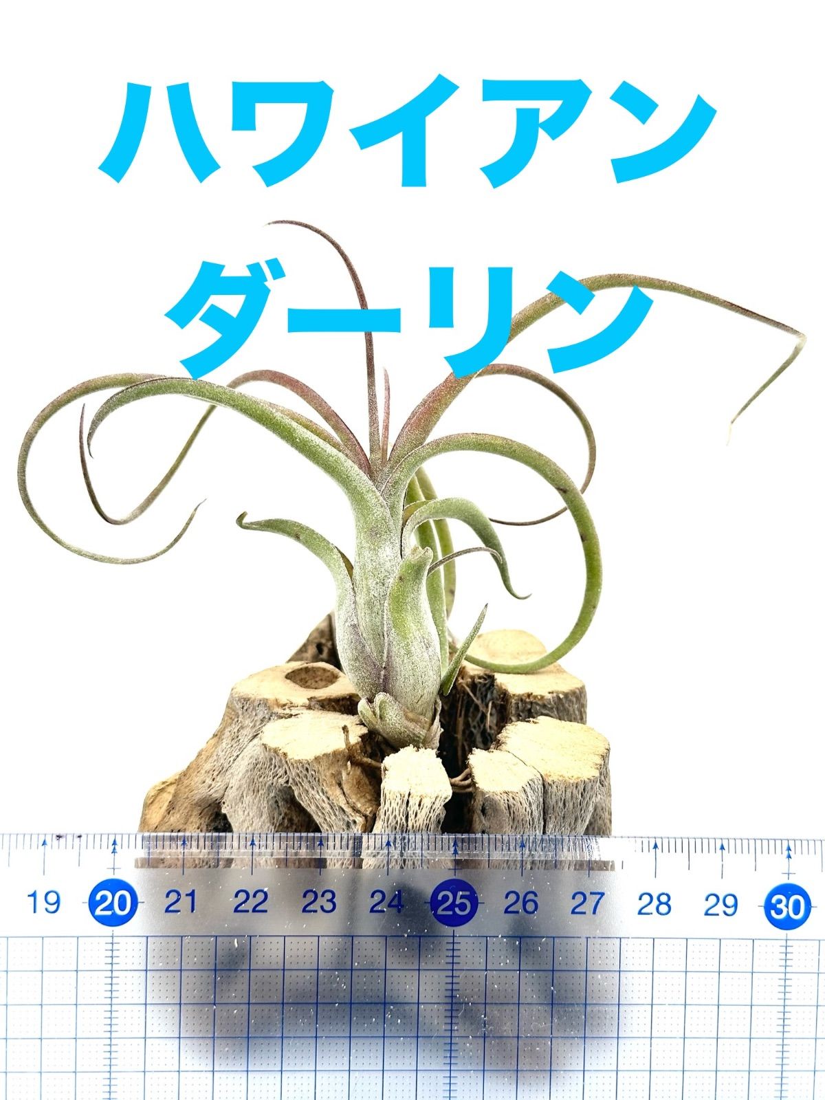 ⑲ オリーブの木souju 『セントキャサリン』 8号特大苗木最高等級極上