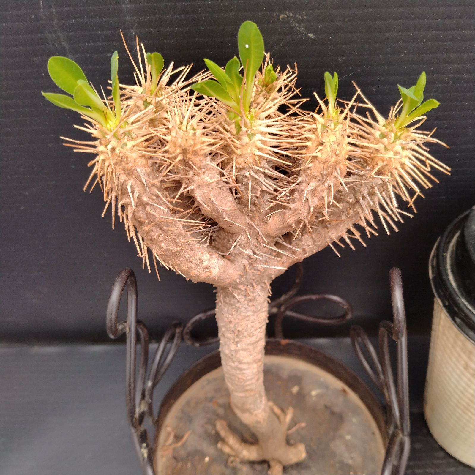 柿本様　抜き苗ご希望　ギラウミニアナ V199【最新到着】 Euphorbia ギラウミニアナ（S）（現地球・抜き