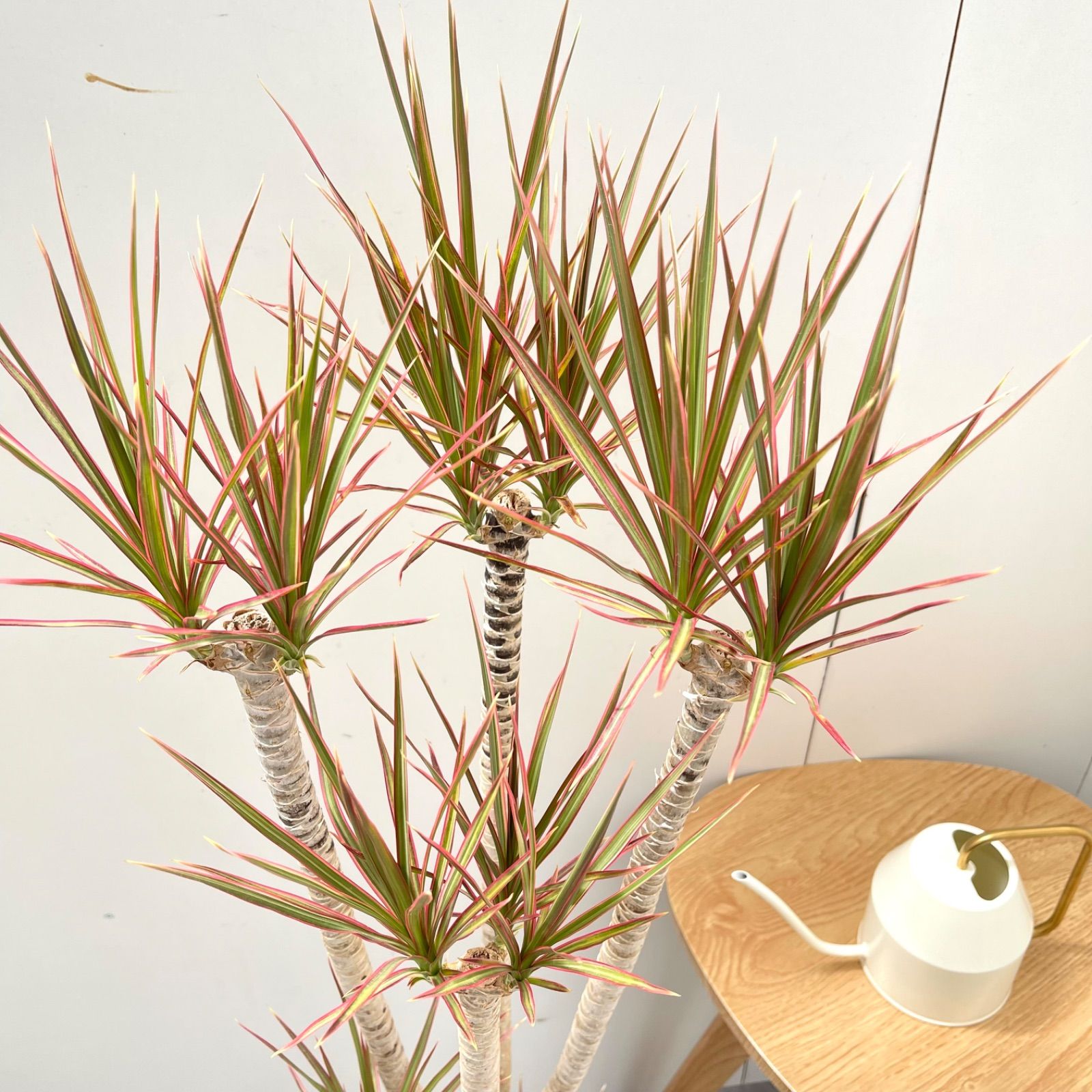 ドラセナ コンシンネ レインボー【現品】観葉植物 室内 大型