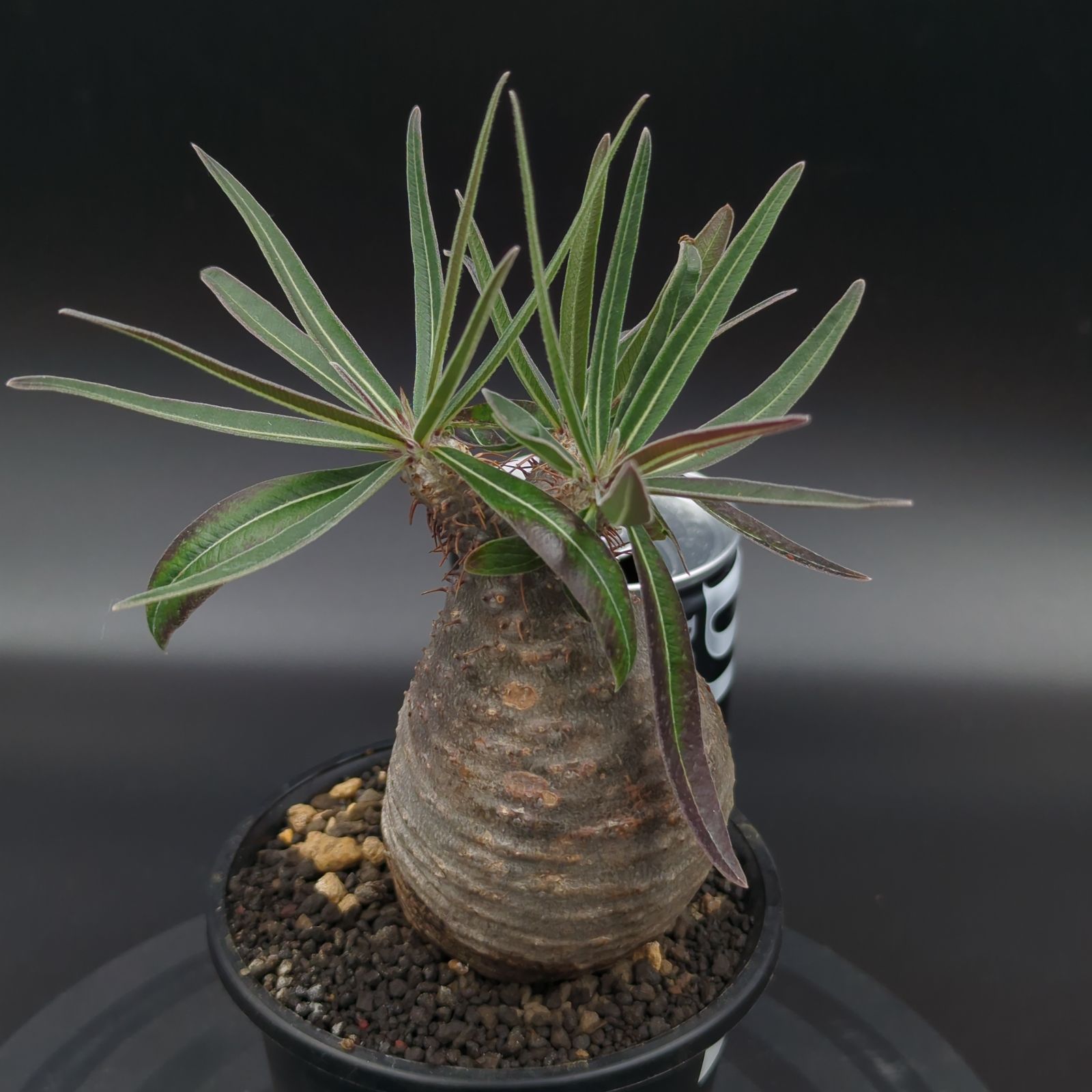 発根済】【現地球】パキポディウム グラキリス 手のりサイズ 世界 綺麗な虫