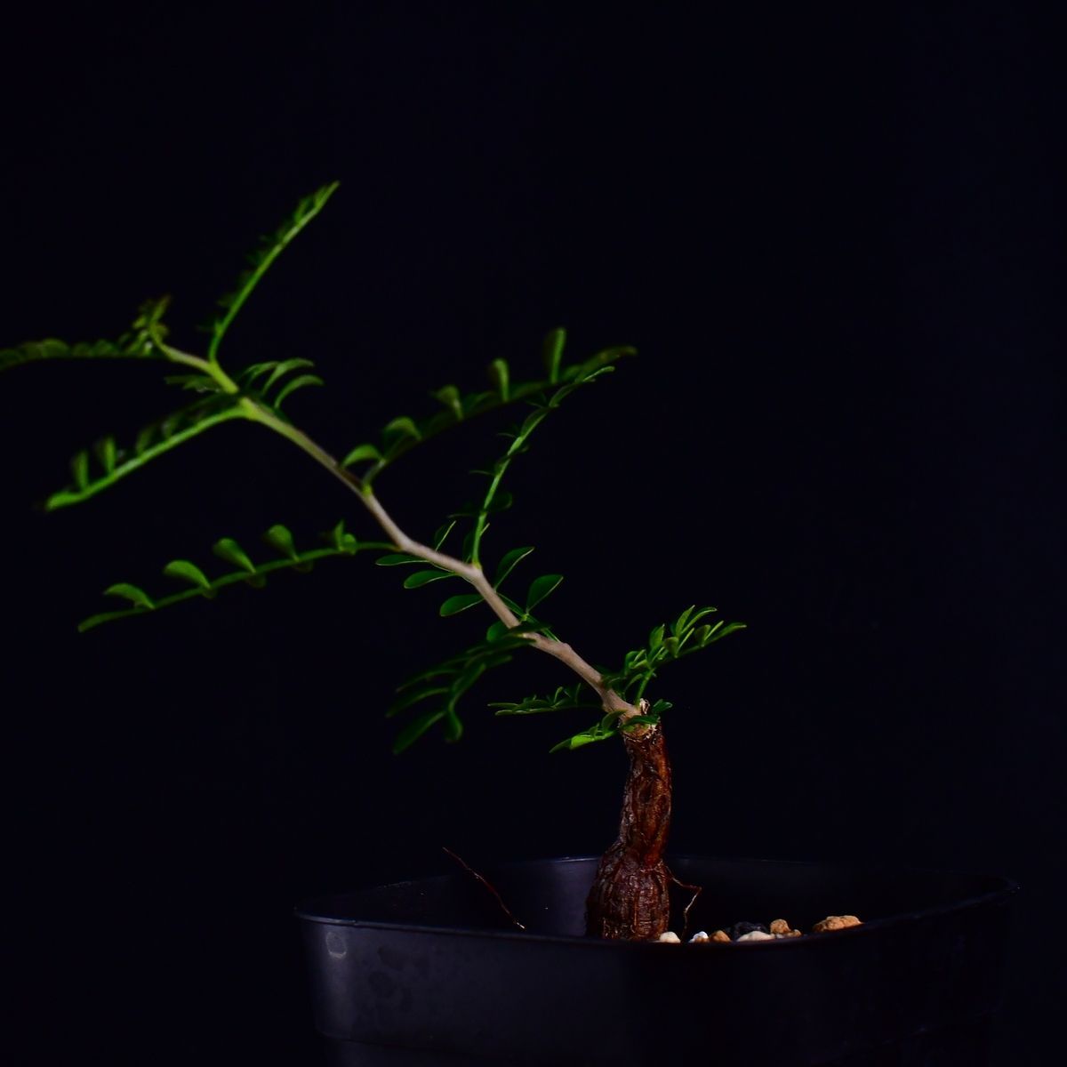 インボイス発行可 オペルクリカリア パキプス 幹幅10㎝ 発根済み