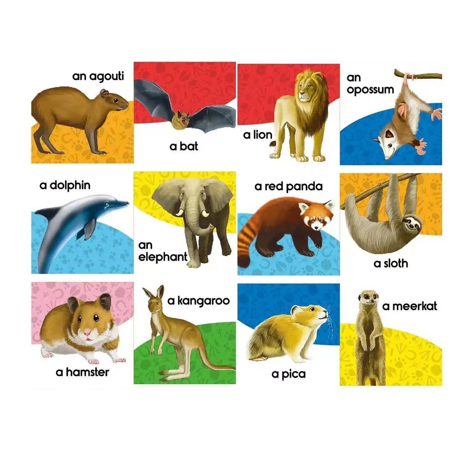 英語絵本 my big mini animal library 20冊 My big mini animal library 手掌書 児童絵本 英語絵本20册