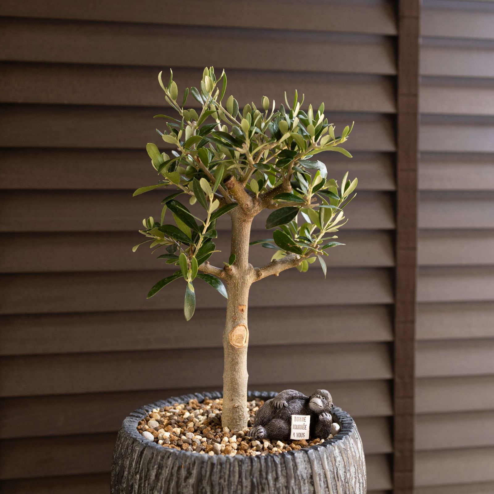 j オリーブの木　シプレッシーノ Olive オリーブの木 Cipressino シプレッシーノ 7号 盆栽