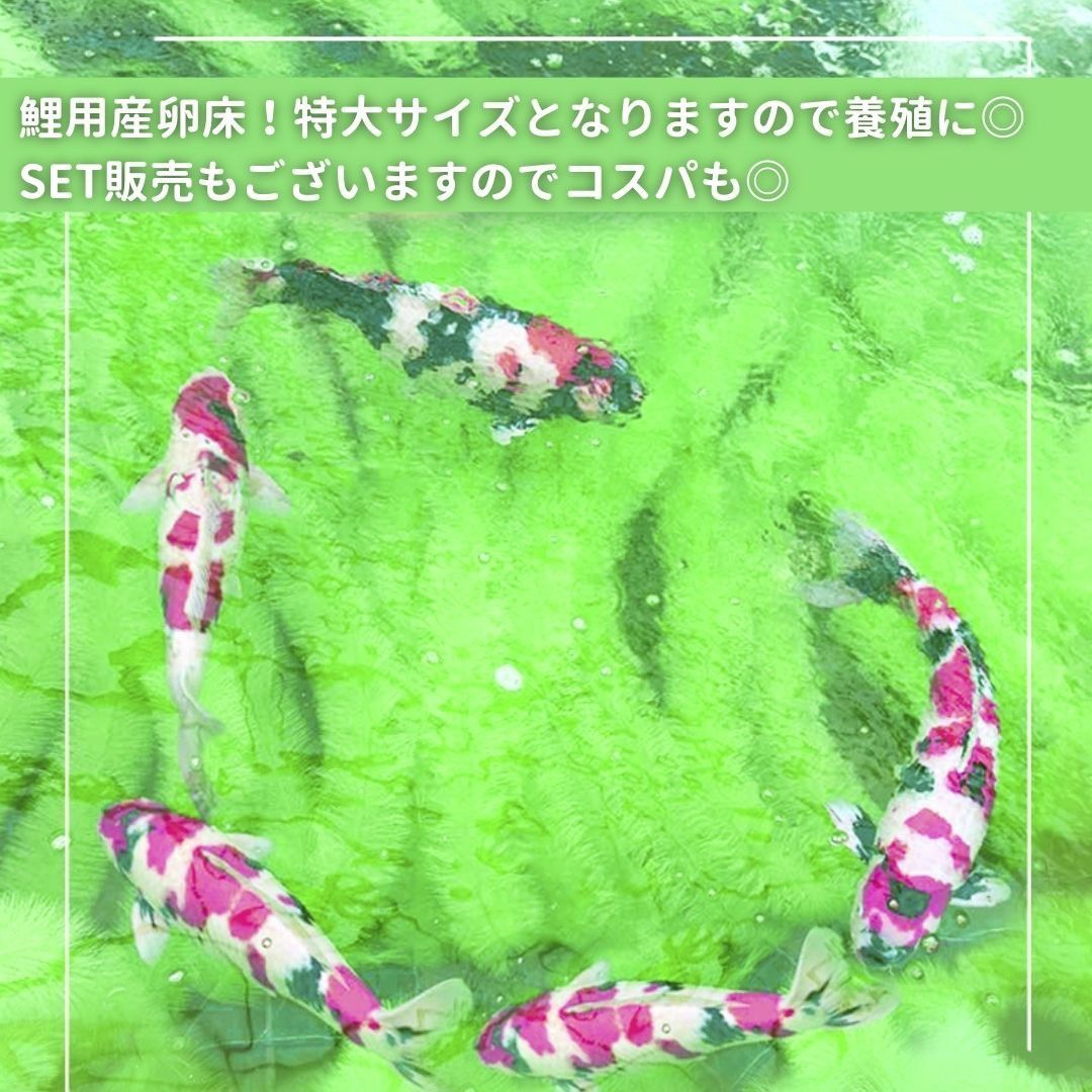 鯉 養殖 産卵床 産卵用 魚 繁殖ブラシ 5個セット 錦鯉 隠れ場 生体観察 水槽 アクアリウム コイ 隔離 安心 安全 飼育 自由研究 かわいい 可愛い ペット 産まれる 稚魚 淡水 観察 繁殖 プレゼント 養殖 増やす 保護 巣 家 卵 DIY ケージ