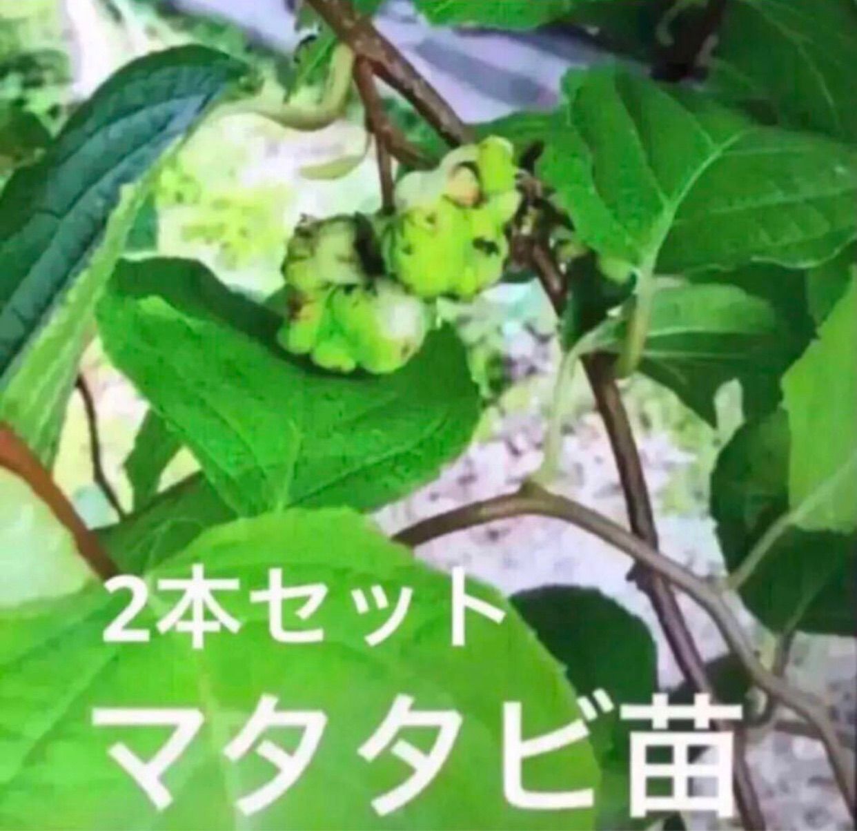 発根済み マタタビ 挿し木苗 チビ苗 抜き苗1本＋おまけ1本