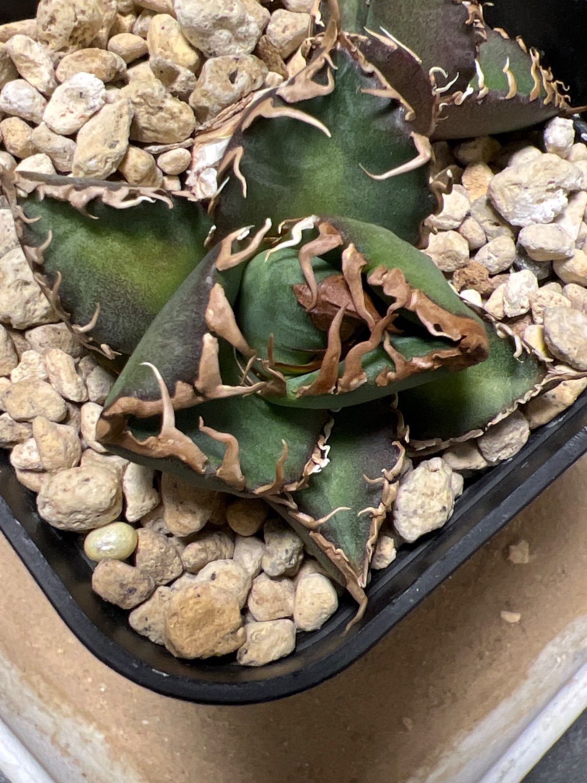 極上【CG産】アガベ スーパーチタノタ悪魔くん スパチタBAKEMONO 子株