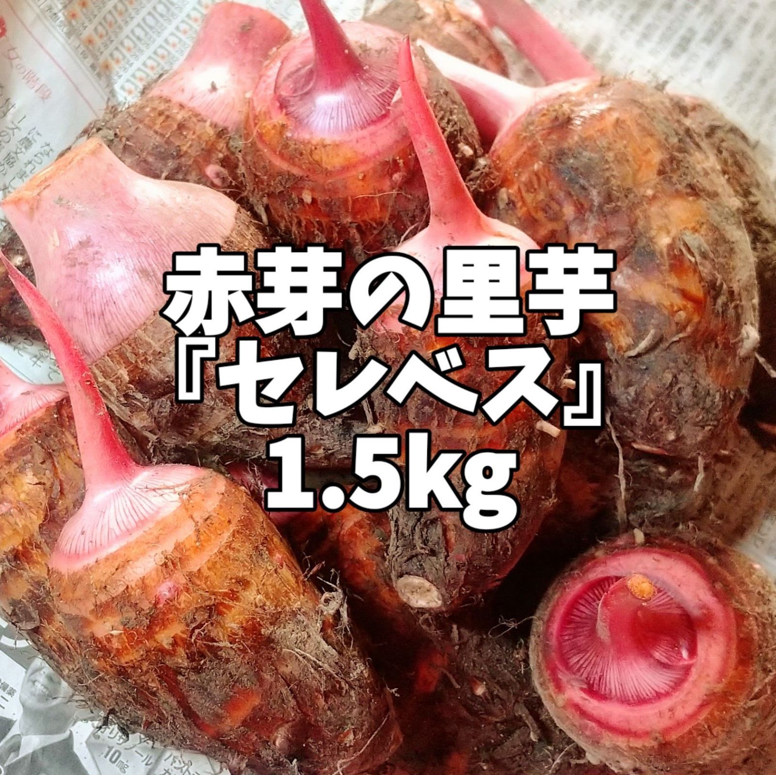 希少】セレベス里芋 1.5kg 香川県産 土付き 10個以上 - メルカリ