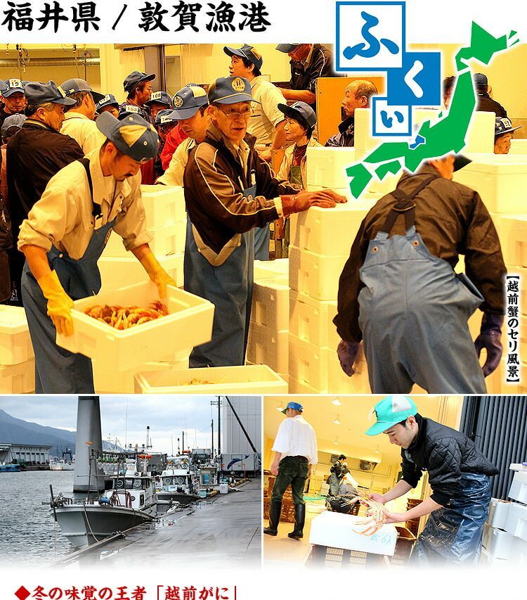 浜茹で急速冷凍 ?越前|松葉せいこがに?