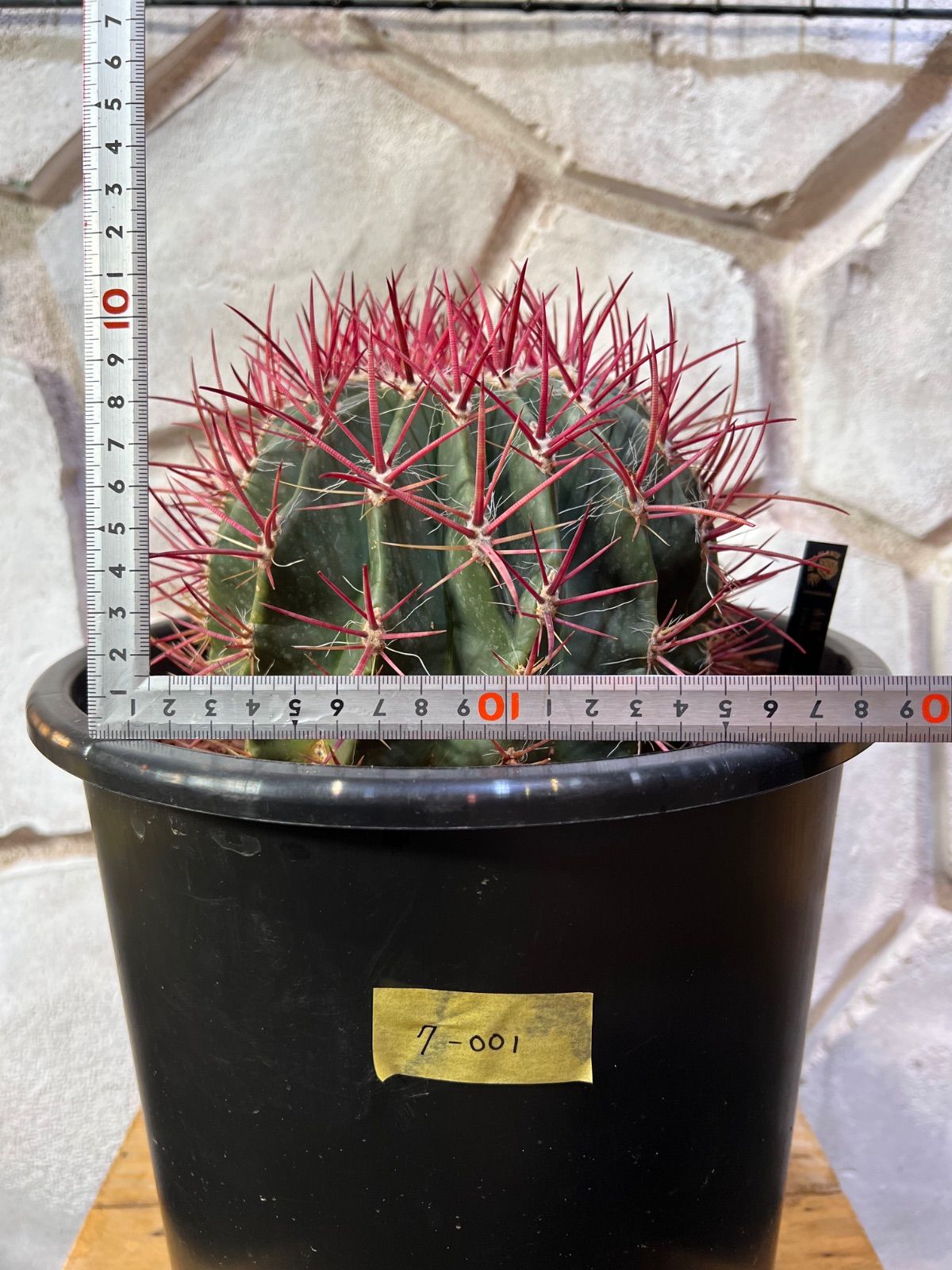 観葉植物 柱サボテン 8号 ベータ キューブプランター ウッド 茶